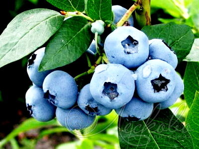 ELITEBERRY Элизабет (E)