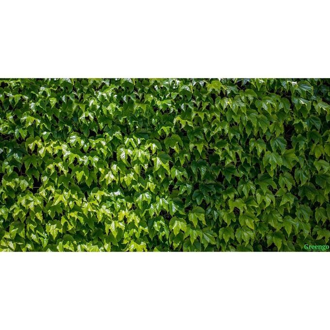 Greengo Фотобаннер, 300 ? 160 см, с фотопечатью, люверсы шаг 1 м, «Виноградная стена»