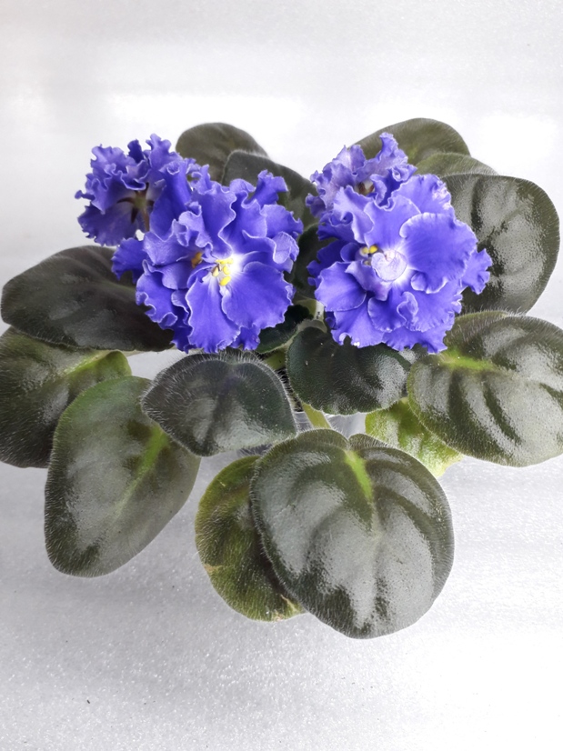 Сенполия ек-севастопольский вальс. Вальс фиалка. Фиалка сн вальс цветов. Фиалка ек смешинка. Фиалка сн дионис.