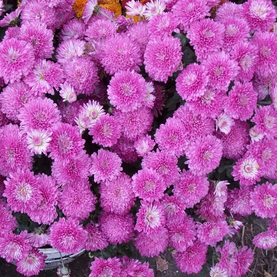 5. Вишневая - Семицветье