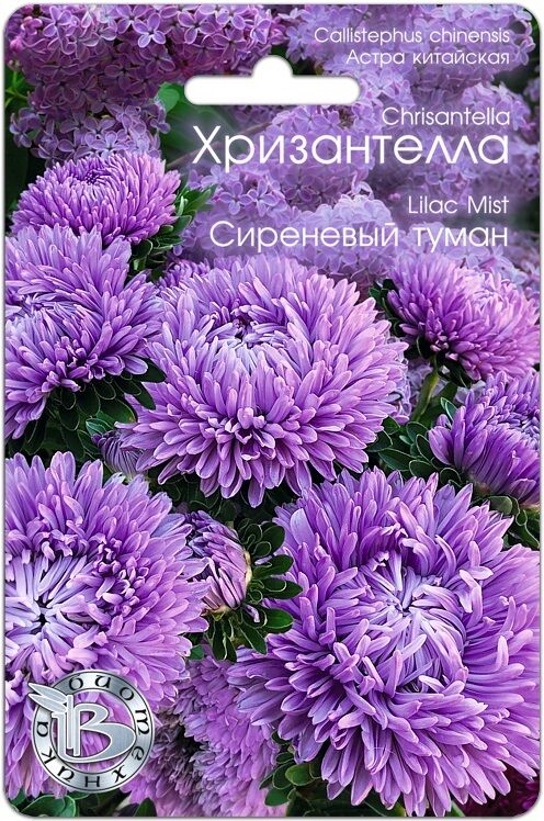 БиоТехника / Астра китайская Хризантелла Сиреневый туман | Астры ...