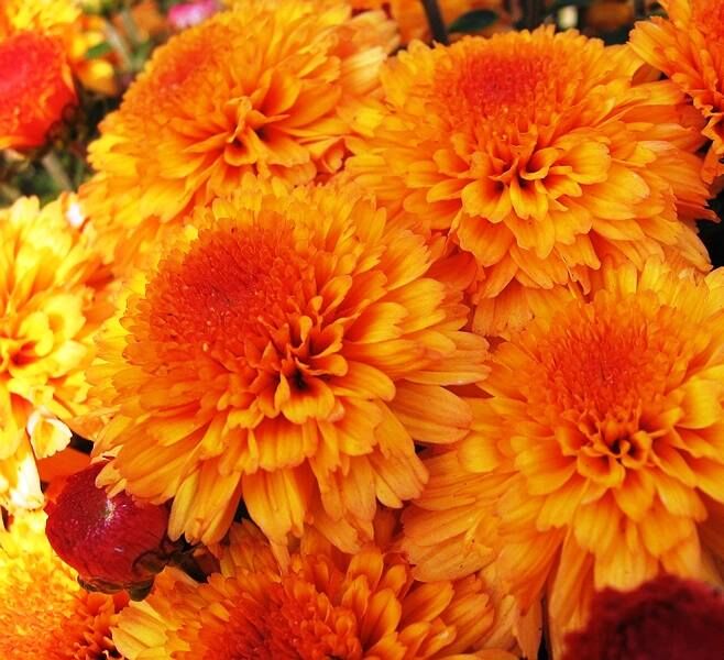 Хризантема Orange Star