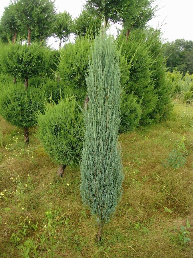 Можжевельник скальный блю арроу. Можжевельник скай блю эрроу. Можжевельник скальный блу арроу. Можжевельник скальный блю эрроу с3. Можжевельник блю эрроу отличия.