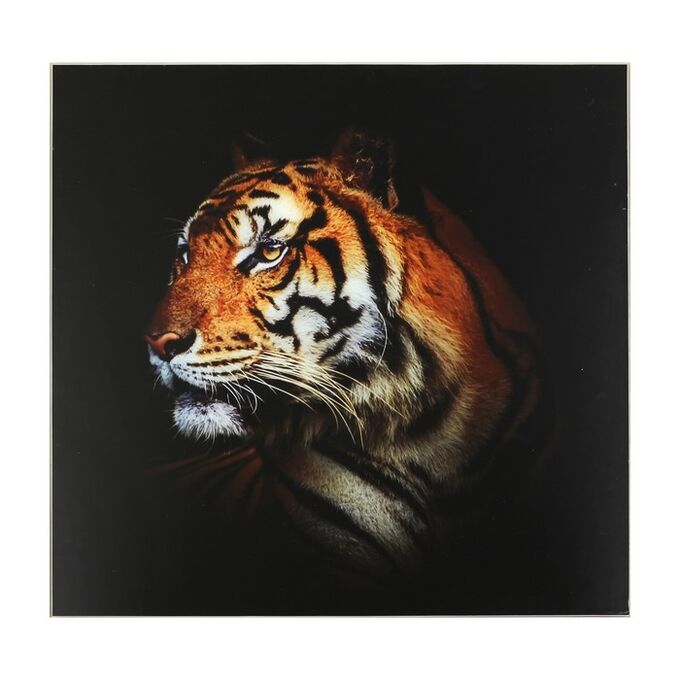 Картина &quot;Красивейший тигр&quot; 50*50 см