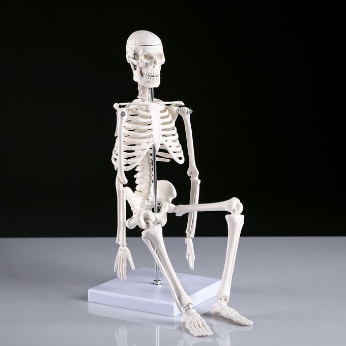 Макет &quot;Скелет человека&quot; 45см
