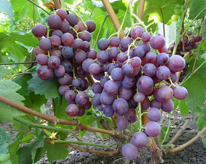Виноград плодовый Герман