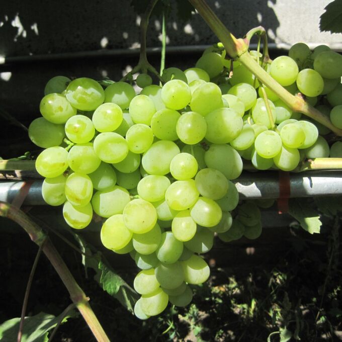 Виноград плодовый Талисман