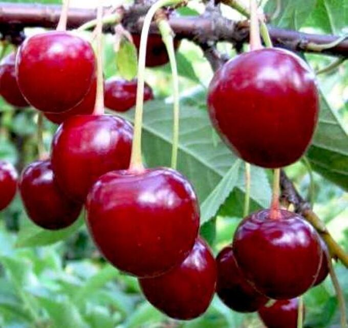 Русский огород / Вишня Тургеневка арт.НК34008 | Яблони, малина, абрикос ...