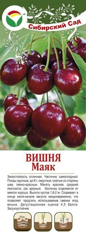 Вишня малютка описание сорта фото отзывы