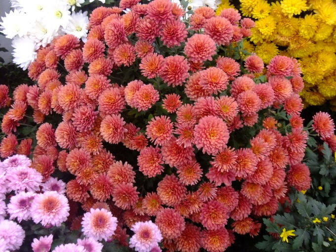 Хризантема мультифлора Branbeach