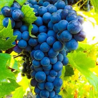 Виноград темно-синий