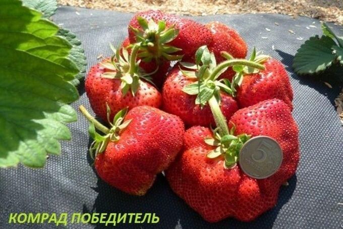 Камрад победитель клубника фото Земляника садовая Камрад победитель Цветочный сад! Семена, саженцы. Семена