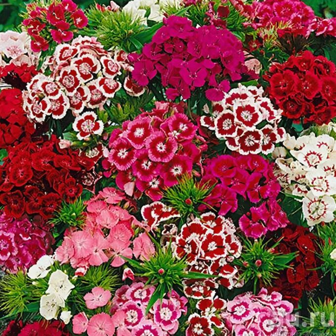 Гвоздика бородатая Dianthus barbatus