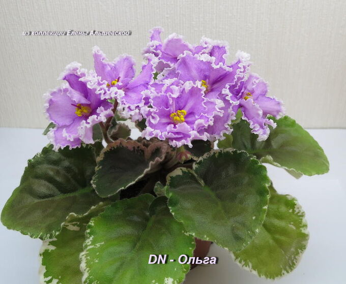 Фиалка (сенполия) ЛЕ-Оля, цветущая розетка, в наличии. Цена: 450 ₽ во Владивосто