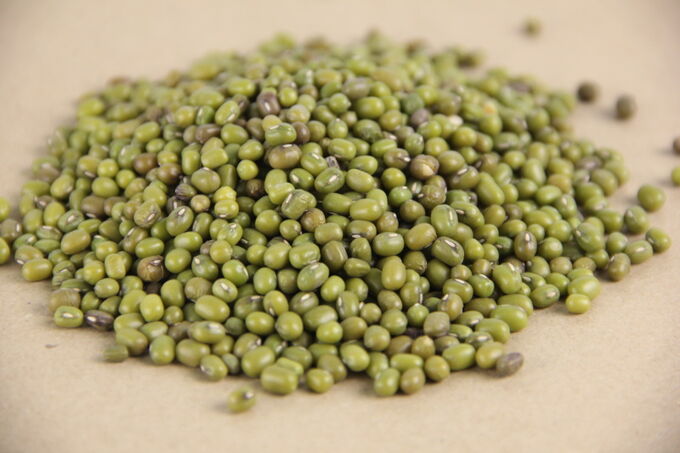 маш для проращивания. маш (бобы мунг) для проращивания. маш для проращивания. маш бобовые. семена маша для проращивания.