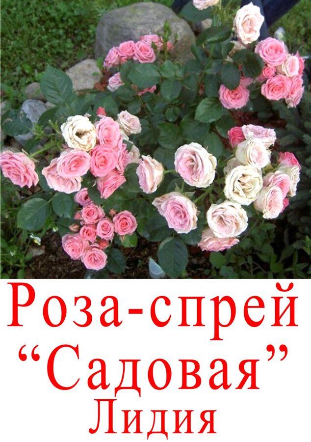 Роза лидия спрей фото и описание отзывы