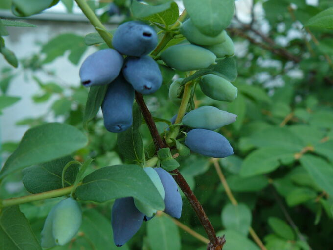 жимолость куст саженец. питомник саженцев жимолости. жимолость съедобная куст. питомник саженцев жимолости. жимолость боксерский великан.