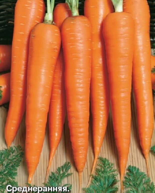 Морковь Вита Лонга