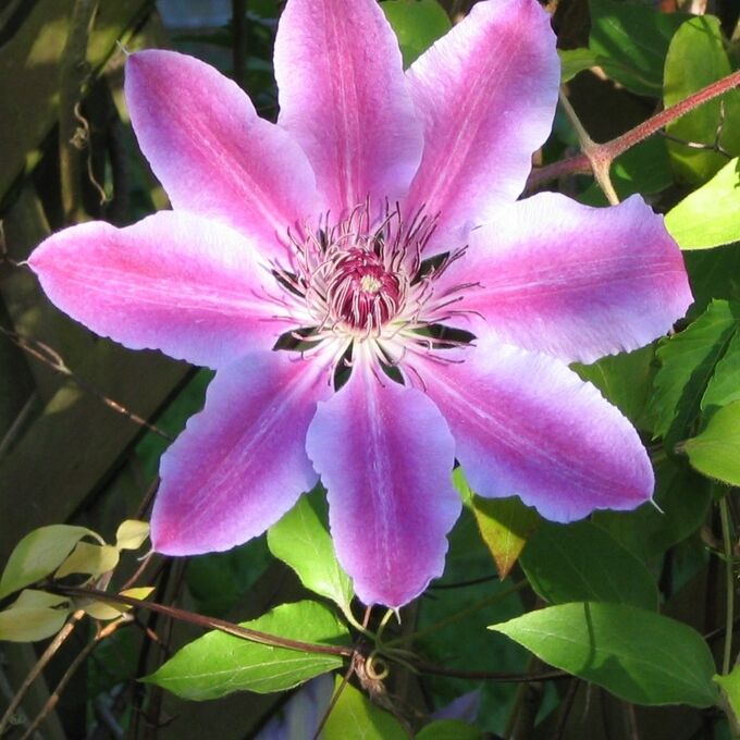 Клематис "Пинк Бьюти" (Pink Beauty) - описание фото, сорта, отзывы садоводов. По