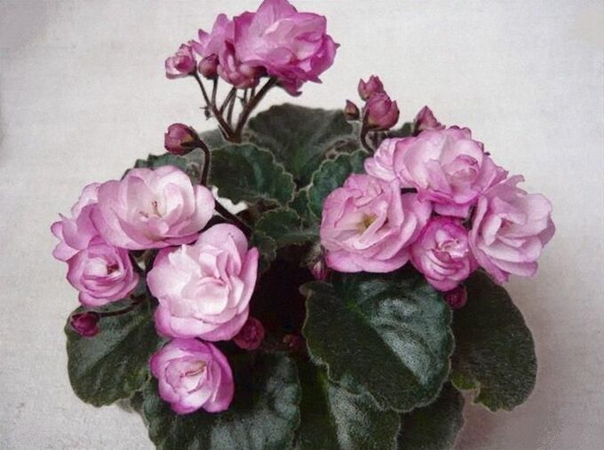 Фиалка Ness Satin Rose