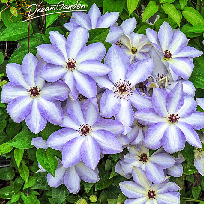 Клематис иван олссон фото и описание сорта Клематис (Clematis Ivan Olsson) класс А Сортовые и махровые клематисы. Декоратив