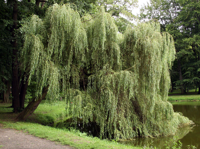 Ива фото пермь Ива белая Salix alba Ива черенки_Акция. Лиственные растения с открытой корневой 