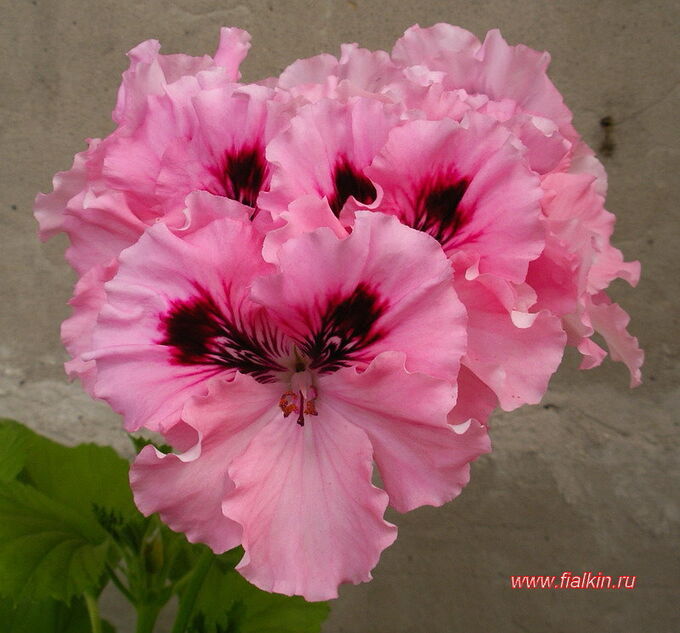 Regalia Pink пеларгония