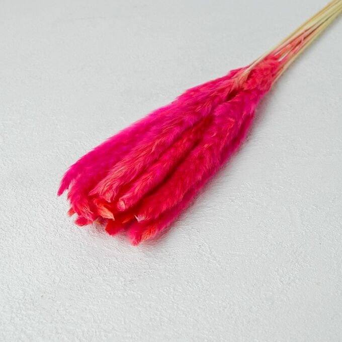 Сухоцвет «Камыш» набор 15 шт, цвет розовый