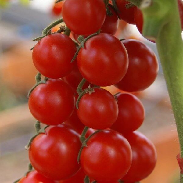 Помидоры черри ира описание сорта фото Помидоры черри ира описание сорта фото