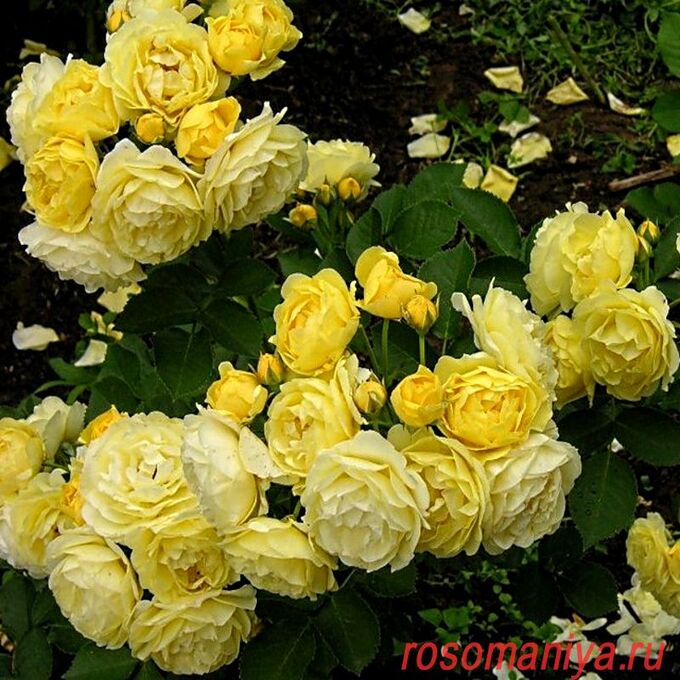 Леди Роза ГОЛДЕН БОРДЕР(GOLDEN BORDER) флорибунда