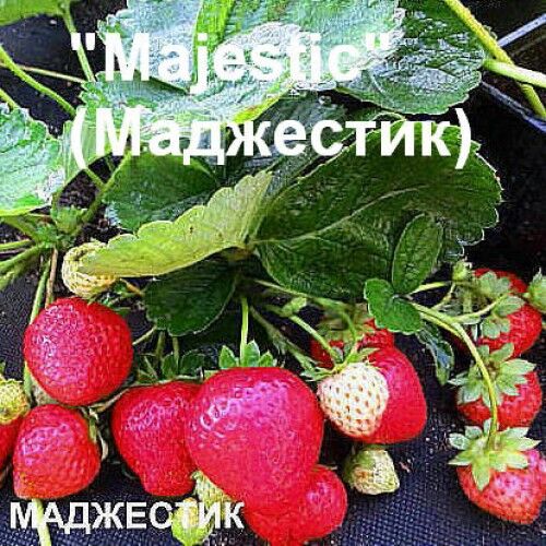 Клубника Маджестик