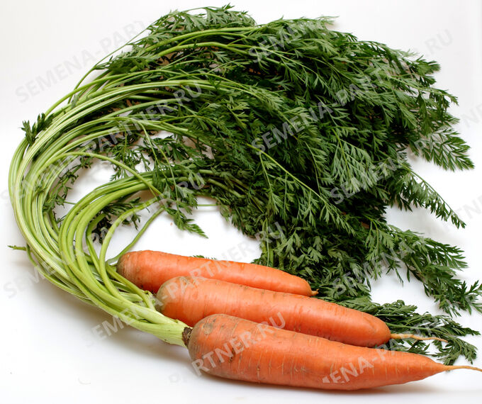 Семена Морковь Канада F1 0,5 гр.