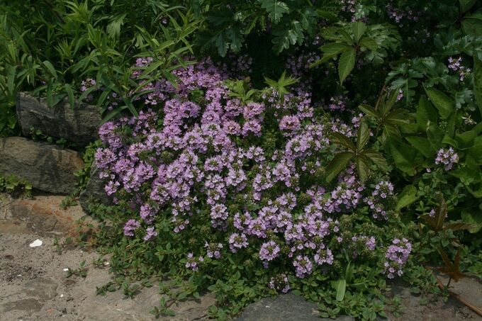 Тимьян Thymus меловой
