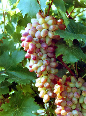Виноград сорт Арочный