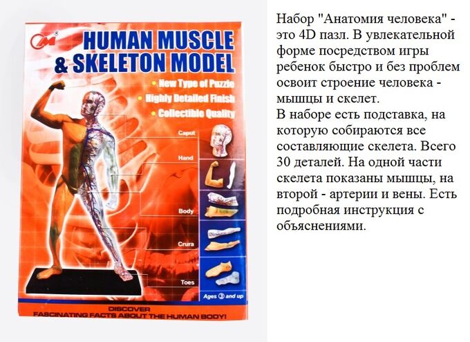Нескучные игры Набор &quot;Анатомия человека&quot; 30 дет (мышцы и части тела) арт.3102