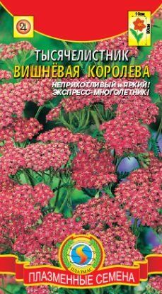 Цветы Тысячелистник Вишнёвая королева ЦВ/П (ПЛАЗМА)