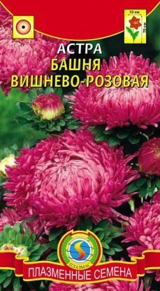 Цветы Астра Башня Вишнёво-розовая ЦВ/П (ПЛАЗМА) пионовидная до 70см