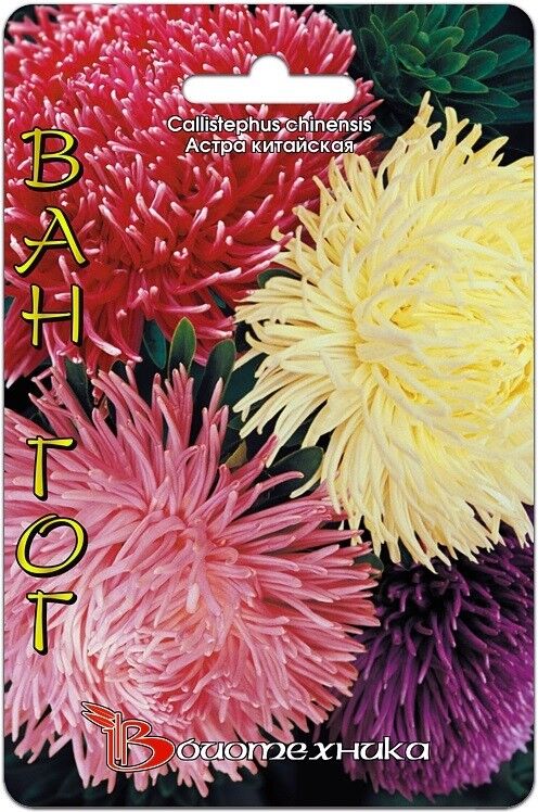 Цветы Астра Дракон Ван Гог Композиция ЦВ/П (БИО) смесь хризантемовидная до 80см