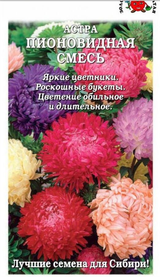 Золотая сотка Алтая Цветы Астра Пионовидная Смесь ЦВ/П (СОТКА) 0,2гр однолетник 60-65см