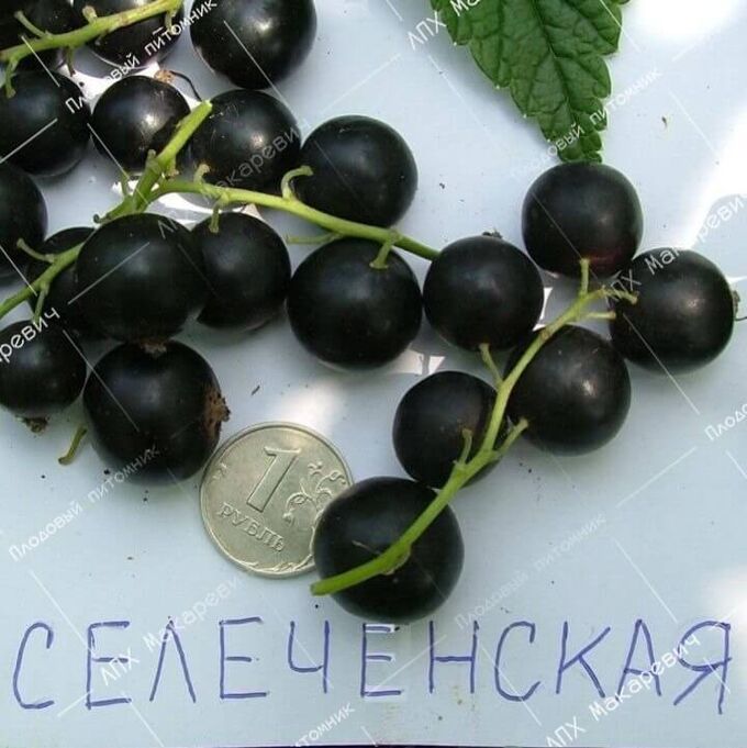 Сорт черной смородины Селеченская 2