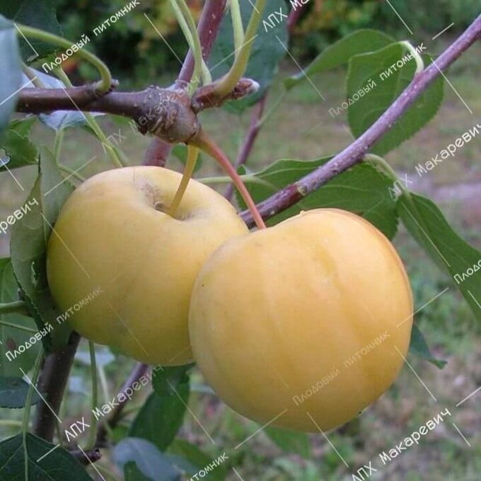 Яблоня Уральское Наливное (2-х летний саженец )