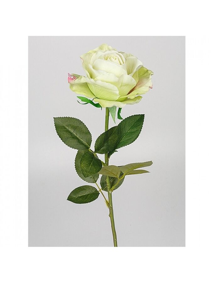 Роза Принц 70 см1 шт цв лайм