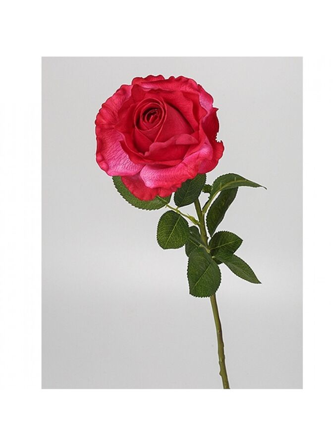 Роза Принц 70 см1 шт цв темно-малиновый