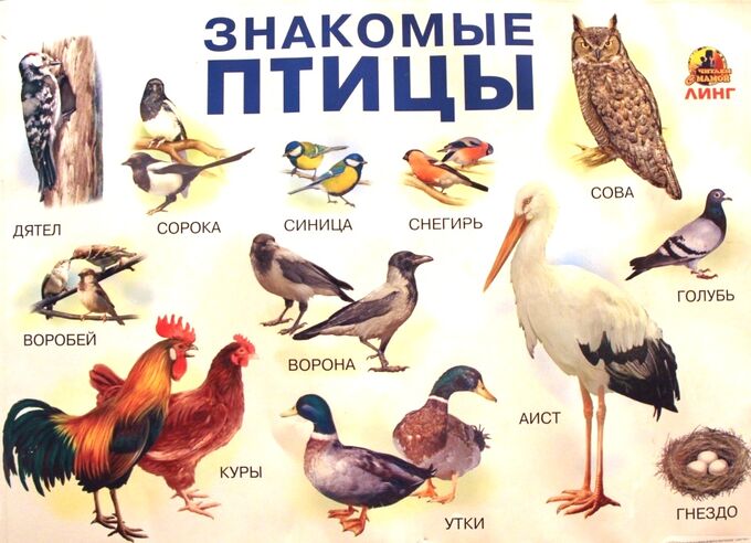 Перелетные оседлые кочующие