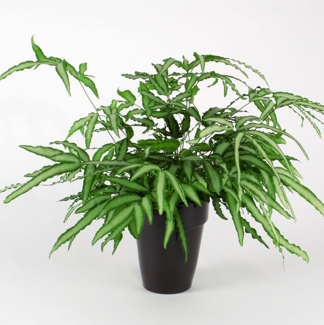 What You Need to Know to Grow Pteris Ferns in 2021 Indoor plant care, Plants, In