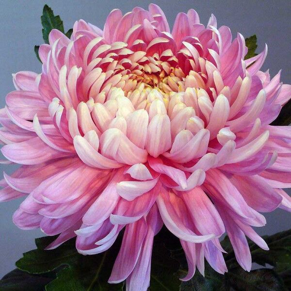 Хризантема Pastel Rose