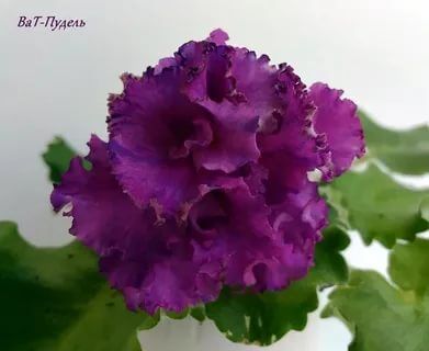 Ma s purple poodle фиалка фото
