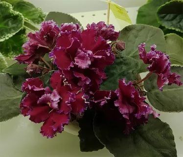 Фиалка черная роза