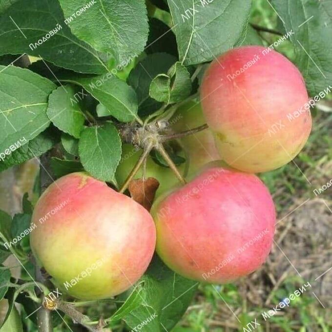 яблоня полукультурная "заветное". яблоня полукультурка заветное. полукультурка заветное. полукультурка заветное. яблоко заветное фото.