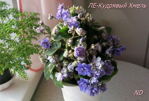 Фиалка дикий Хмель